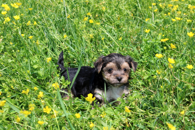 puppy, for, sale, Morkie, Matthew B. Stoltzfus, dog, breeder, Gap, PA, dog-breeder, puppy-for-sale, forsale, nearby, find, puppyfind, locator, puppylocator, aca